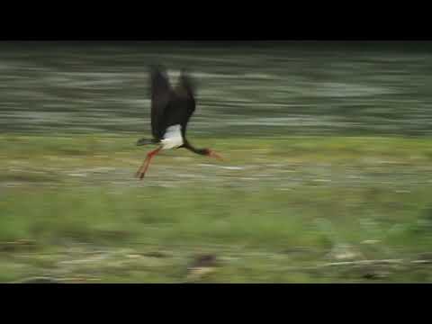 შავი ყარყატი Black Stork - Ciconia nigra